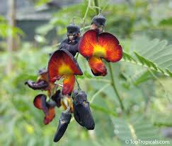 Image result for Sesbania pachycarpa