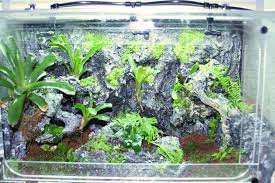 Vivarium Rock Wall Construction Orchid Board Most Complete Orchid Forum On The Web Vivarium Fake Rock Wall Rock Wall