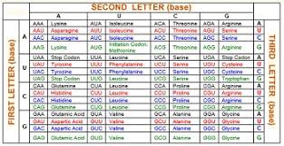 Dna Rna Activities For High School Study Com