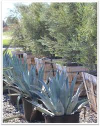 Image result for Agave americana
