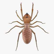See camel spider for detailed information on this spider, otherwise, read on to play this interactive unfortunately, something horrible happened in the lab which caused the camel spiders to grow to a foot in length! Solifugae Oder Kamelspinne 3d Modell Turbosquid 1195551