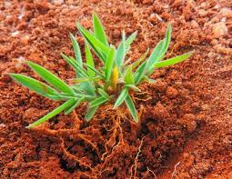 Image result for Diplazium humbertii