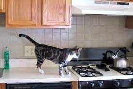 Always say no and move him or her to a preferred spot straight away. How To Keep Cats Off Counters Easy Tips To Train Your Kitty Traveling With Your Cat