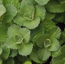 The plant has one unique feature that it keeps cats and dogs at bay from you. Plants That Repel Cats Mike S Garden Top 5 Plants
