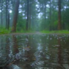 Raining In The Woods I Can Still Smell The Summers Rain Gif Nature Nature Gif