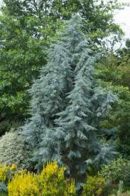 Image result for Cupressus arizonica
