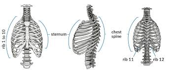 Check spelling or type a new query. Chest And Back Pain All Questions Answered Liebscher Bracht