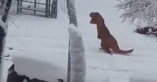 Hond verdwijnt bijna helemaal in dikke laag sneeuw. Sneeuw Archives The Best Social Media Nl
