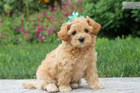 Nothing but the best from cavapoos r us! Is The Havapoo Aka Havanese Poodle Mix Dog Smarter Than You Animalso
