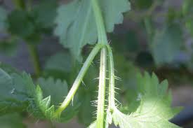 Methods to identify and control each weed are discussed and why the plant is a concern in the state is explained. Weed Of The Month Stinging Nettle Brooklyn Botanic Garden