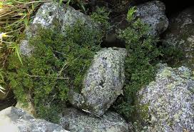 Image result for Phyllanthus bernierianus