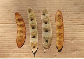 Image result for Albizia adianthifolia