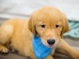 Check spelling or type a new query. Golden Retriever Dog Male Dark Golden 2335794 Petland Wichita Ks