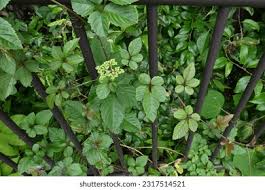 Image result for Cayratia