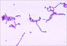 Bacterial Infections Of The Skin And Eyes Microbiology