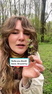 Ground ivy ! #herbalist #herbalism #foraging #planttok #foryou  #learnontiktok #wildcraft #harvest #plants #yarden #medicinal