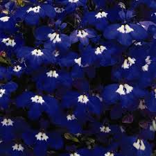 Lobelia Blue Eyes Annual Flowers Flower Seeds Planting Flowers
