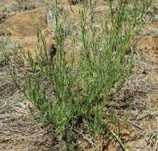 Image result for Ipomoea oenotherae