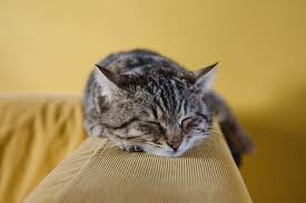 Chronic Kidney Disease In Cats Stages Life Expectancy Fluffy Kitty