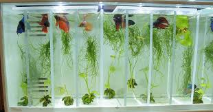 Pin By Shellshocked Aquatics On Fish Betta Breeding Betta Aquarium Diy Fish Tank