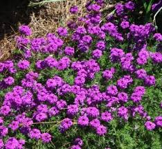 Image result for Bonatea pulchella