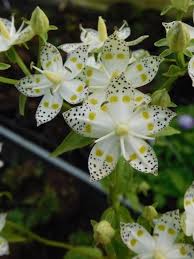 Image result for Swertia