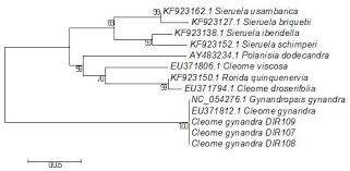 Image result for Cleome schimperi
