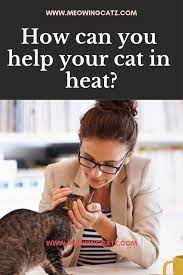 How Can You Help Your Cat In Heat Cat In Heat Cat In Heat Remedies Cat Care