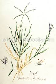 Image result for Cynodon dactylon