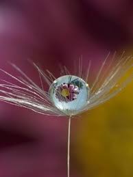 Download 3d Flower Drop Wallpaper Mobile Wallpapers Mobile Fun Rose Wallpaper Mobile Wallpaper Pink Wallpaper Iphone