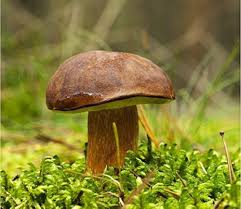 Image result for Boletus badius