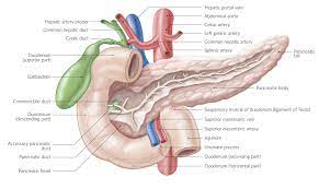 The small intestine is a hollow intraperitoneal organ that develops from the distal foregut and midgut. Small Intestine Amboss