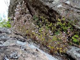 Image result for Aeollanthus rehmannii