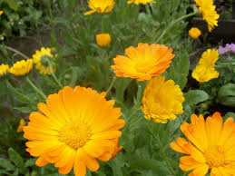 Uno tra i simboli più autentici della primavera, dell'infanzia e della scegli tra le composizioni di margherite fresche, bianche o gialle. 13 Piante Con Fiori Simili A Margherite