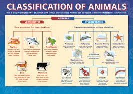 Classification Of Animals Dicotomous Key Taxonomy Biology