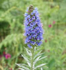 Image result for Cordia torrei