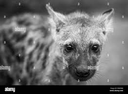 Spotted hyena cub starring in black and white in the Kruger National Park,  South Africa Stock Photo - Alamy