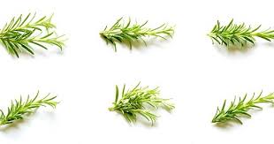 Maybe you would like to learn more about one of these? Mengenal Tanama Rosemary Dan Cara Perawatannya Agar Tumbuh Subur Ilmukebun Com