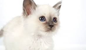Their beauty and gentle temperament have made them one of the most popular cat. Birman Cat Breed Information