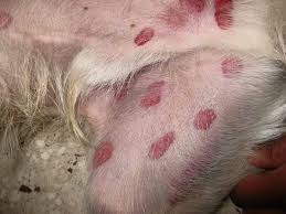 Allergic Reaction Black Ant Bites Pictures Black Fly Bites Black Fly Bites Fly Bites Dog Skin