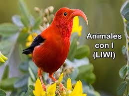 Animales Que Empiezan Con La Letra I Conocelos A Todos