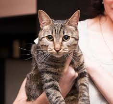 felisiya shikarnaya koshka v poiskah doma kotenok v dobrye ruki kotenok koshki kot