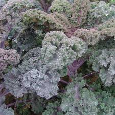 Image result for kadeřávek