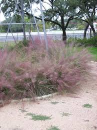 We did not find results for: Muhlenbergia Capillaris Regal Mist Grass Gulf Muhly From Mortellaros