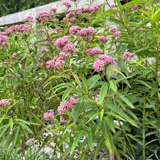 Image result for Asclepias