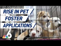 Employment, travel opportunities, friendly gatherings, and even hugs. Pet Adoption And Fostering Skyrockets Amidst Pandemic Youtube
