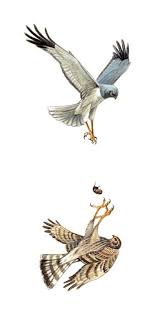 Getting To Know The Hen Harrier Harrier Birds Of Prey Bird