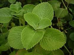 Image result for Coleus calycinus