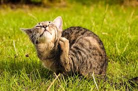 Heartworm disease is usually associated with dogs. Controlling Worms Ticks Fleas On Cats Petbarn