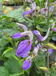 Image result for Brillantaisia owariensis